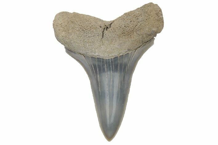 Fossil Mako Tooth - Lee Creek (Aurora), NC #220078
